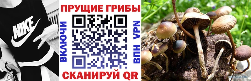 Псилоцибиновые грибы Cubensis Костерёво
